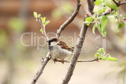 male sparrow