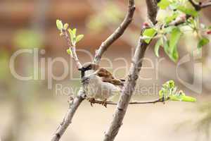 male sparrow