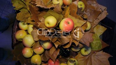 ripe apples between the autumn leaves