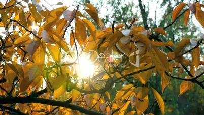sunlight shining through autumn leaves