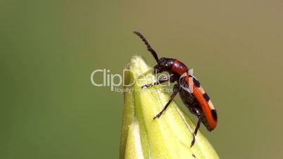 Zwölfpunkt-Spargelkäfer