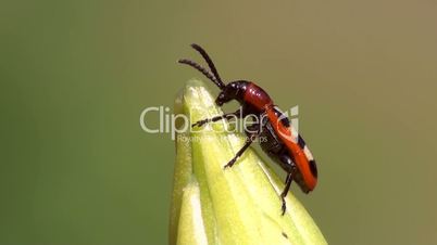 Zwölfpunkt-Spargelkäfer