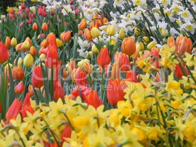 Tulpen und Osterglocken