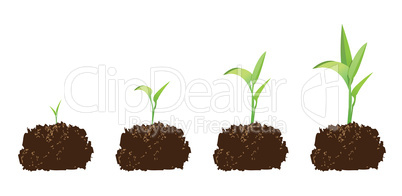 seedling or germination