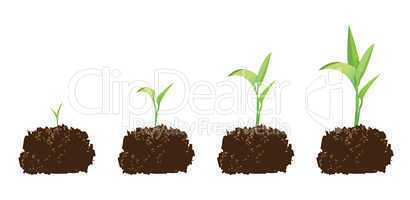 seedling or germination