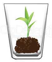 seedling in glass