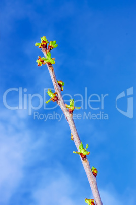 Cherry sprout in the spring