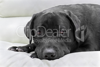 dog breed black labrador close up