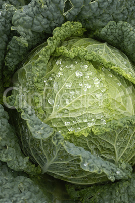 cabbage