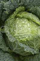 cabbage