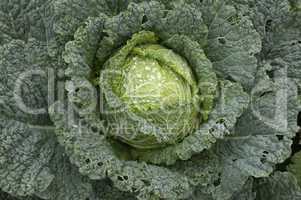 cabbage