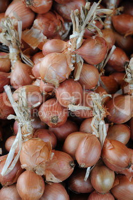 shallot