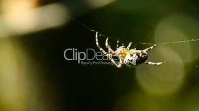 spider runs on web