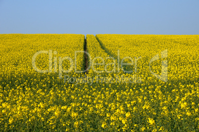 Val d Oise, a field of rape in spring