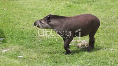 Tapir Browsing Mammal Similar to Pig