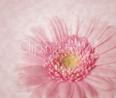 Gerbera mit Textur