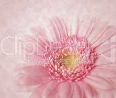 Gerbera mit Textur