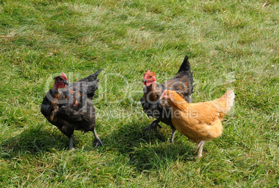 France, poultry farming in Brueil en Vexin