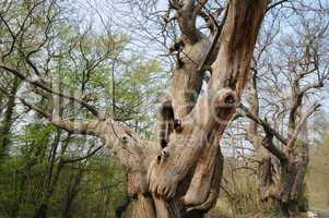 Vernouillet, old trees in rue du Bois de l Aulnay