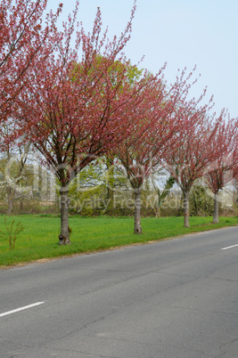 Ile de France, Vernouillet orchard in springtime