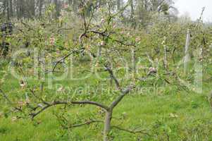 Ile de France, Vernouillet orchard in springtime