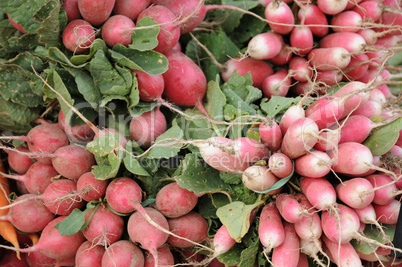 radishes on the market