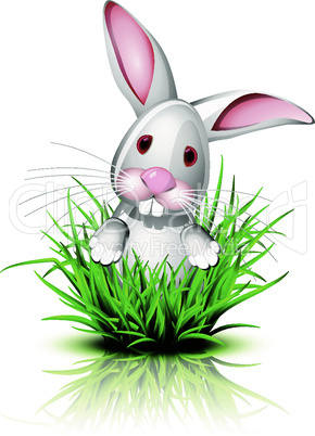 Little rabbit  on grass