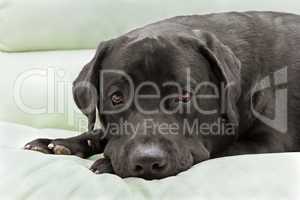 dog breed black labrador close up