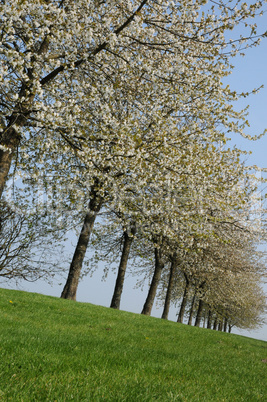 France, flowering trees in Aincourt