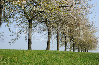 France, flowering trees in Aincourt