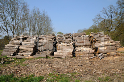 France, trunk in the Aincourt Forest