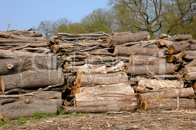 France, trunk in the Aincourt Forest