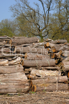 France, trunk in the Aincourt Forest