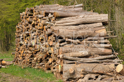 France, trunk in the Aincourt Forest