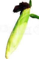 Green corn cob