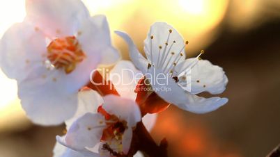 ants and flower apricot