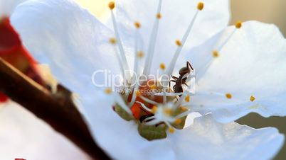 ants and flower apricot