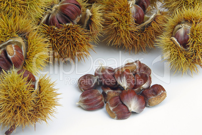 Esskastanie - sweet chestnut 02