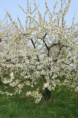 Ile de France, Vernouillet orchard in springtime