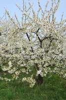 Ile de France, Vernouillet orchard in springtime