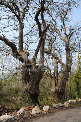 Vernouillet, old trees in rue du Bois de l Aulnay