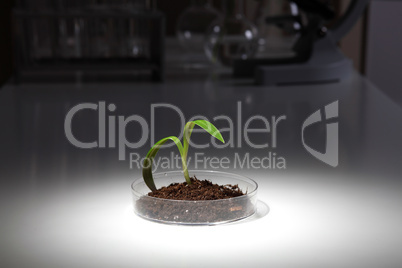 Small green plant on the table