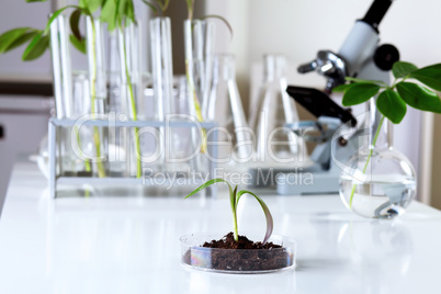 Green plants in biology laborotary