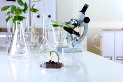 Green plants in biology laborotary