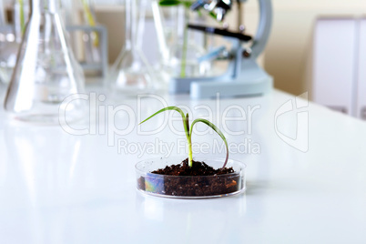 Green plants in biology laborotary