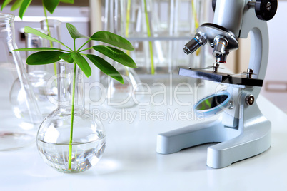 Green plants in biology laborotary