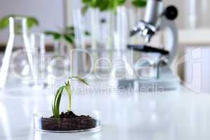 Green plants in biology laborotary