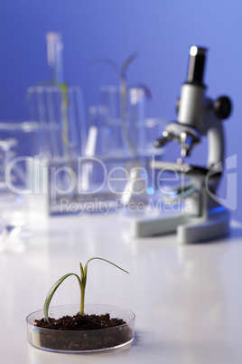 Green plants in biology laborotary Green plants in biology laborotary
