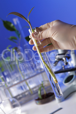 Green plants in biology laborotary