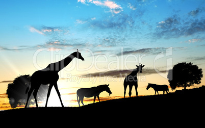 Girafffe agaisnt sky background